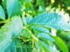 Bradyporinae inconnu